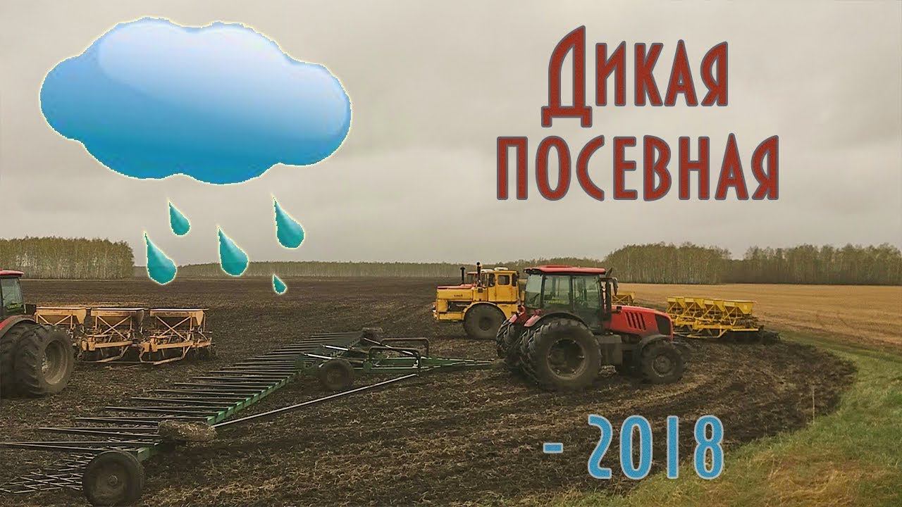 Дикая посевная - 2018