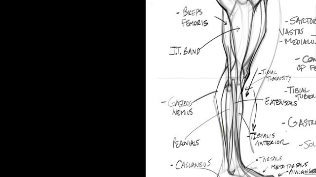 7. Leg_Anatomy_Essentials