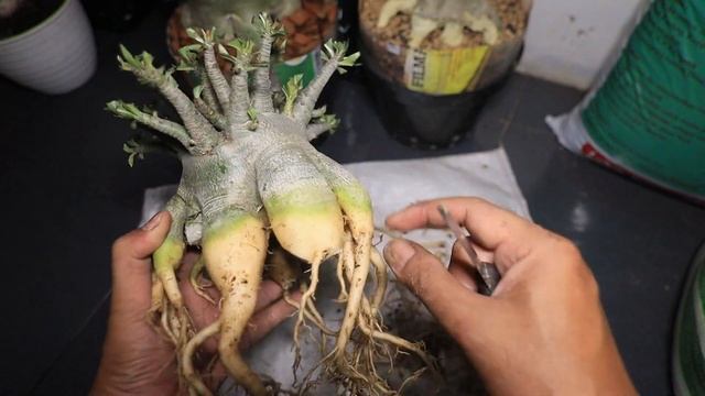 How to Enlarge the Stem / Caudex of the Adenium Plant. Desert Rose Bonsai