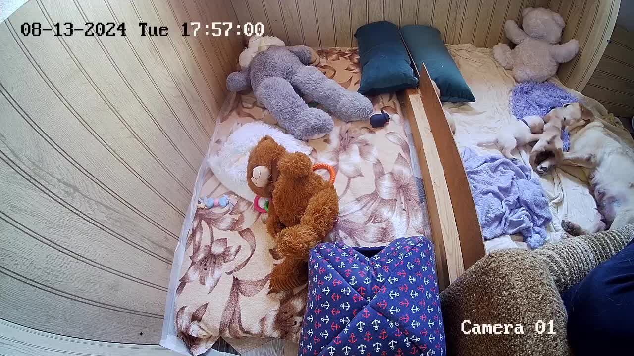 ЩЕНКИ ЛАБРАДОРА «SHATSKIKH`S DOGS» 2024г.