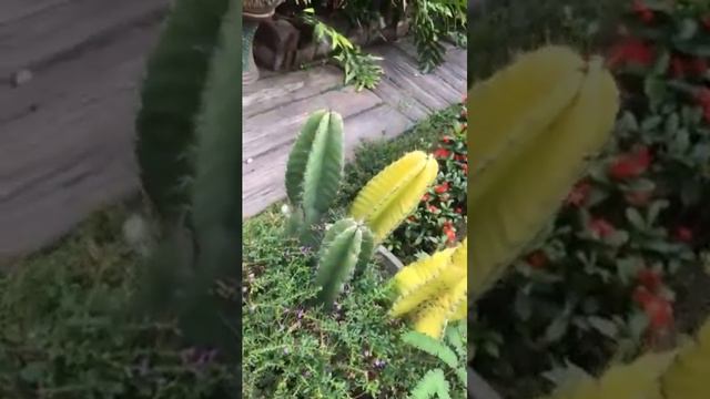 Yellow Cactus