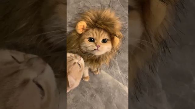 Маленький Лева #котики #приколыскотами #домашниеживотные