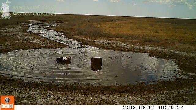 ID4071Заказник СтепнойКупание огаря