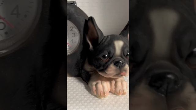 Boston Terrier wagging Tail Desk Clock