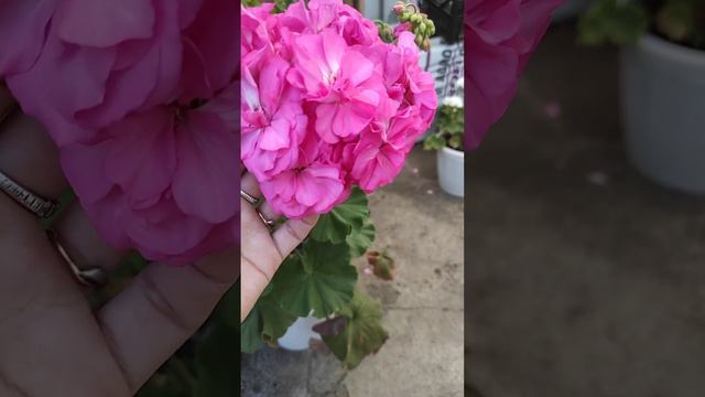 Пеларгония сеянец ТиМ 10/22