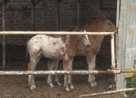 Информацию о более 500 000 племенных лошадей можно найти в системе "Кони-3" от ВНИИ коневодства