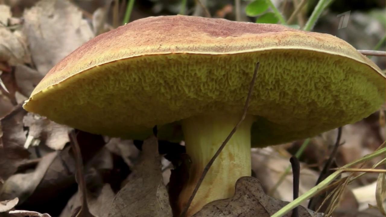 Миколог объяснил, как собирать грибы по науке