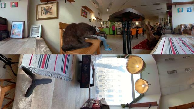 360 video, Kitties in VR. Cute inhabitants of cat cafe in Moscow. 4K video