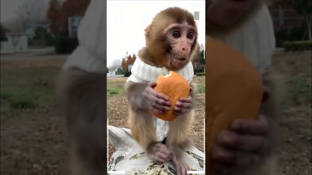 The Best of Monkey Eating Videos - A Funny Monkeys Compilation Ep89