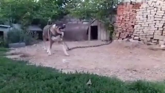 РАМС 2 г сын БАЯ и ПУМЫ внук Старого БАЯ, вл-ц Сергей Саруханов г. Кисловодск.