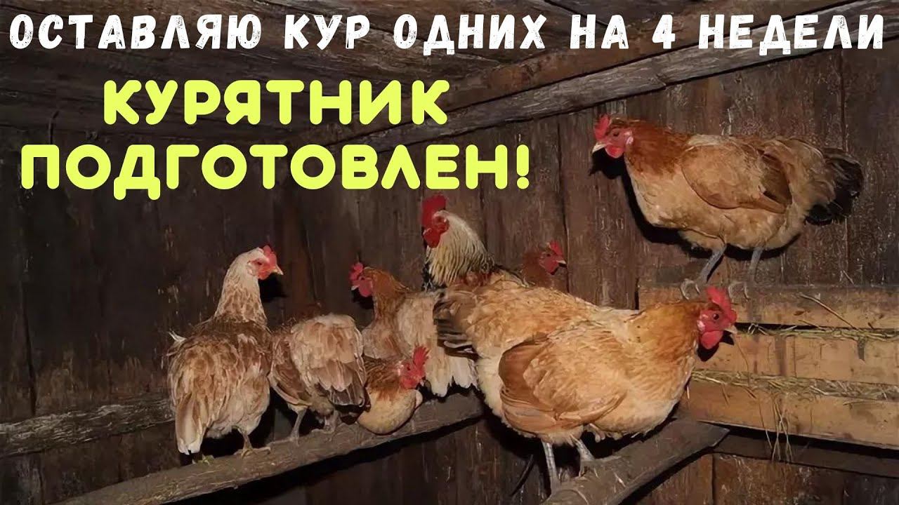 Оставляю кур одних на 4 недели / Как подготовить курятник к автономности