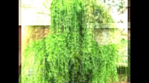 Лиственница Пендула — это пример невероятно декоративного и неприхотливого растения, которое в саду.