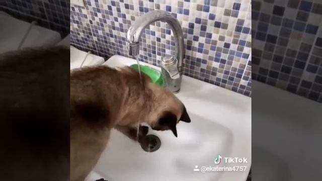 Кошка и вода#кошка#жажда
