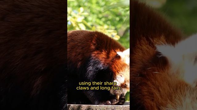 Red Pandas: Mystical Creatures of the Forest Revealed!