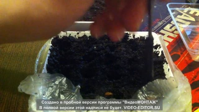 Как вырастить настоящий БАМБУК!