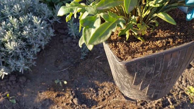 Как сохранить Гацанию зимой..🌼🌼🌼Способ сохранения в домашних условиях..