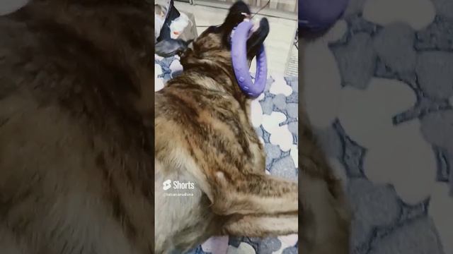 Не мешайте отдыхать🐕