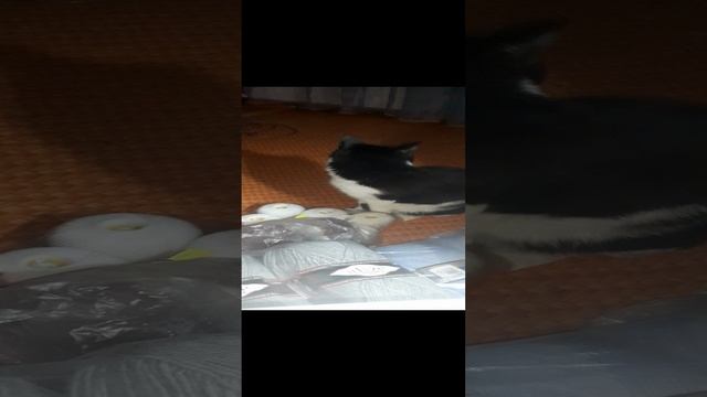 мой питомец