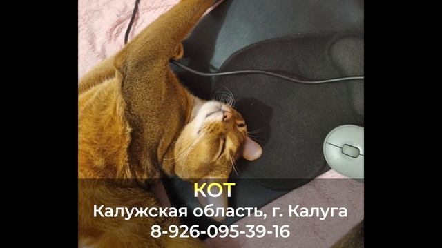 Пропал кот ! Кот , Калужская область , г. Калуга