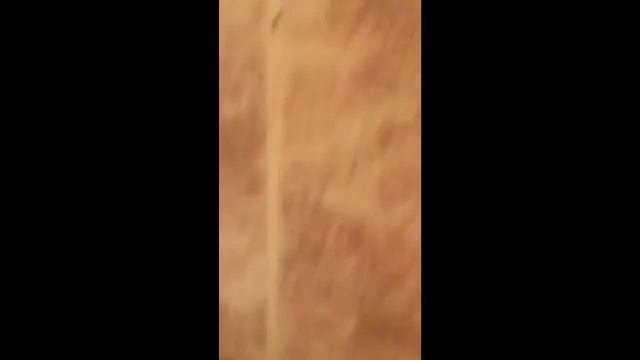 Чешуйница бегает по стене
