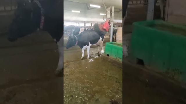 Корова чешется об механическую чесалку