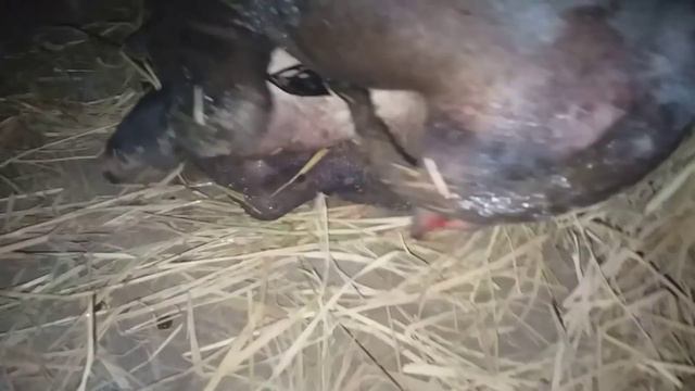 Wildboar gi-ving b-irth to 12piglets 0977121452 || Heo Rừng Vĩnh Long