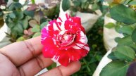 Rock And Roll Rose variety / rock & roll rose