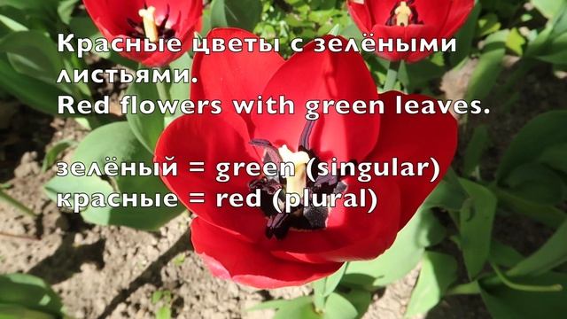 Lesson 8. Colors and flowers. Learn Russian vocabulary. Цвета в русском языке.