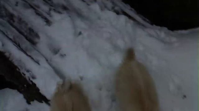 Козлятам 2 недели