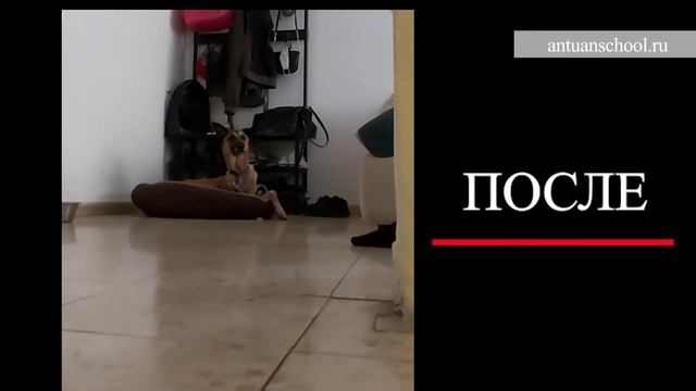 "До и После" обучения "Искусству общения с собакой"!