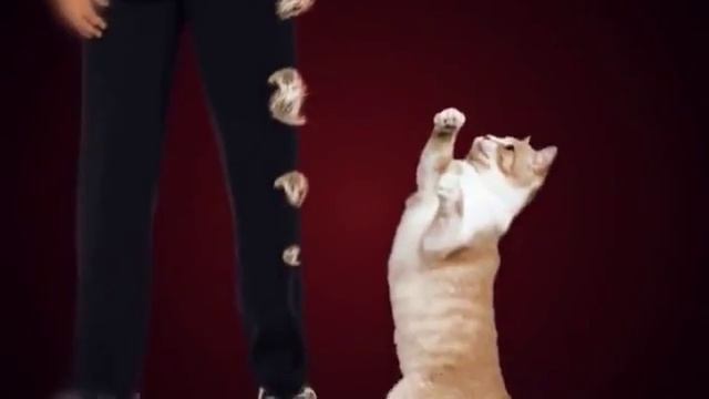 Мохнатый заговор