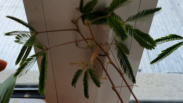 Цветы Мимоза, шефлера, Хлорофитум и т.д. обзор. Mimosa, Sheflera, Chlorophytum, Etc.  Of Flowers