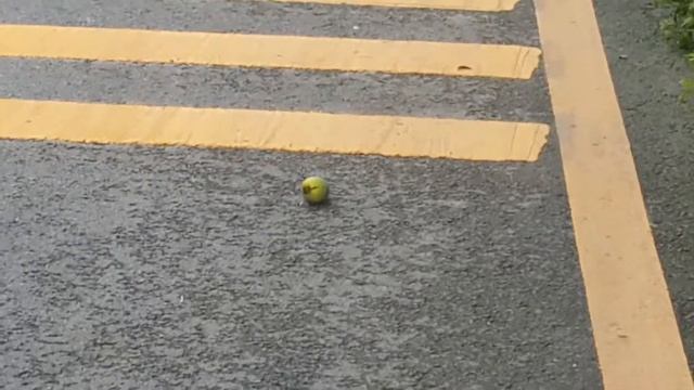 Манго растет в городе