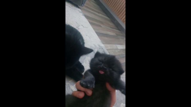 этот фильм я посвещаю моим кошкам