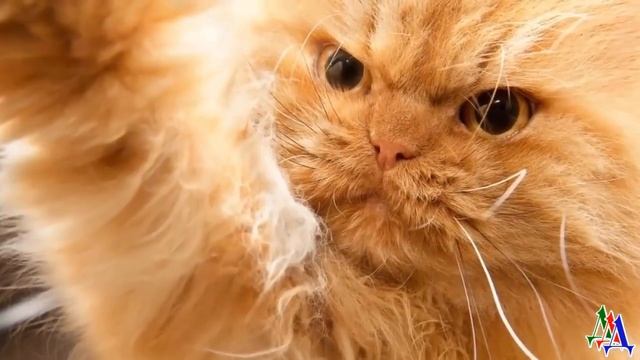 Одинокий грязный КОТЕЙКА просил НЕ ЖРАТЬ, а только ЛАСКИ и, с надеждой, смотрел на людей