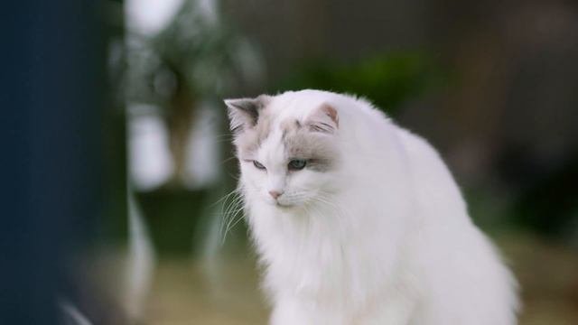 Эксперимент Cat Chow: На кошачьей высоте