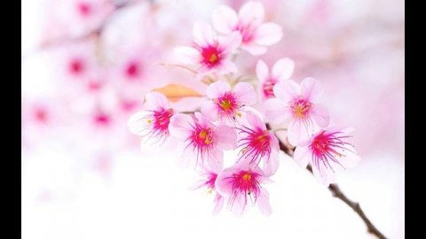 2. Айша - любимая жена Пророка (мир ему). Где она похоронена?