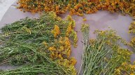 Лечебные травы. Посеем Пожуем