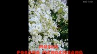 Beautiful Snow Vine flower @ PORANA flower