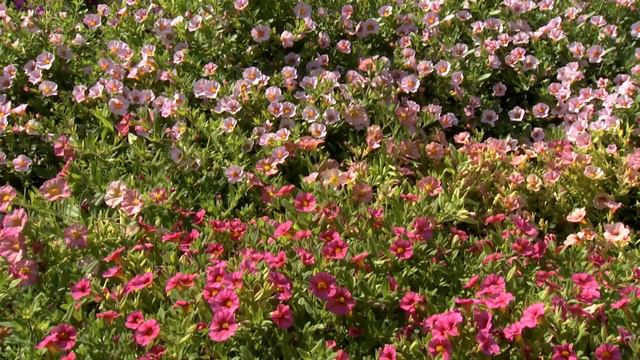 Calibrachoa - Southern Gardening TV, April 20, 2014
