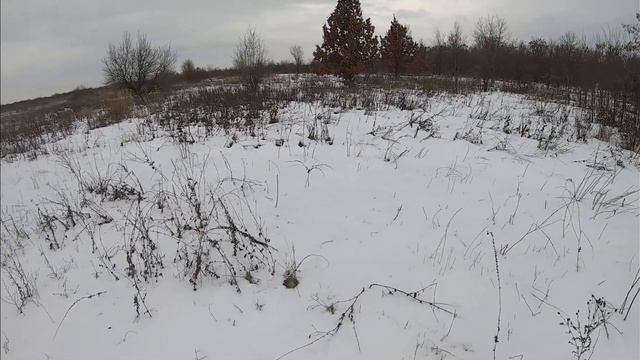 Охота с русскими гончими на зайца 25.12.2021
