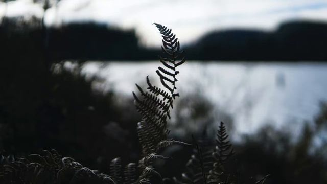 Красивая, расслабляющая музыка - Музыкальные инструменты, эмбиент, классика, кантри