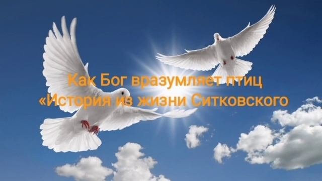 Как Бог вразумляет птиц «История из жизни Ситковского»