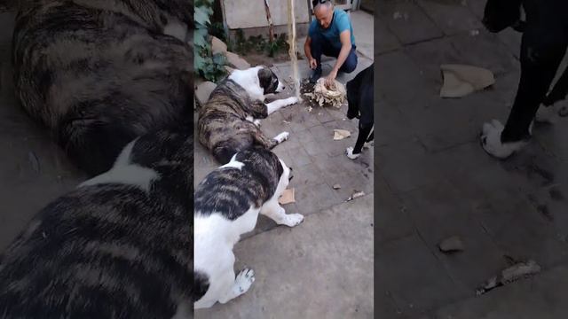 вечерние кормление в питомнике Матурхан-Алабай!