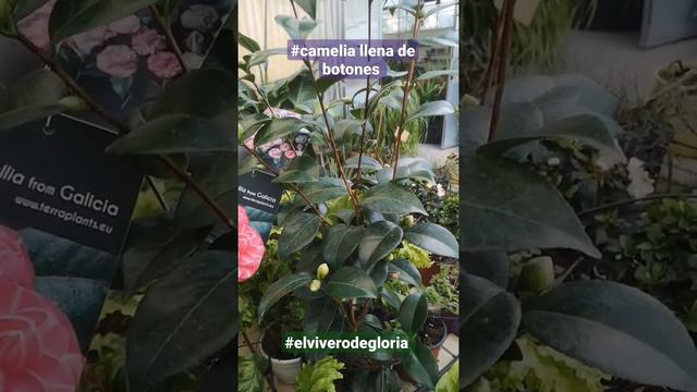 💚💚#camelia a él 100 %💐💐 espero que os guste para más consejos #elviverodegloria os esperamos #sort