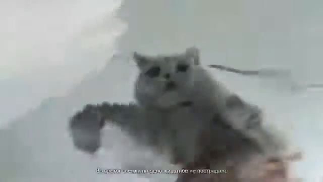 Как помыть кота с помощью браузера и полотенца