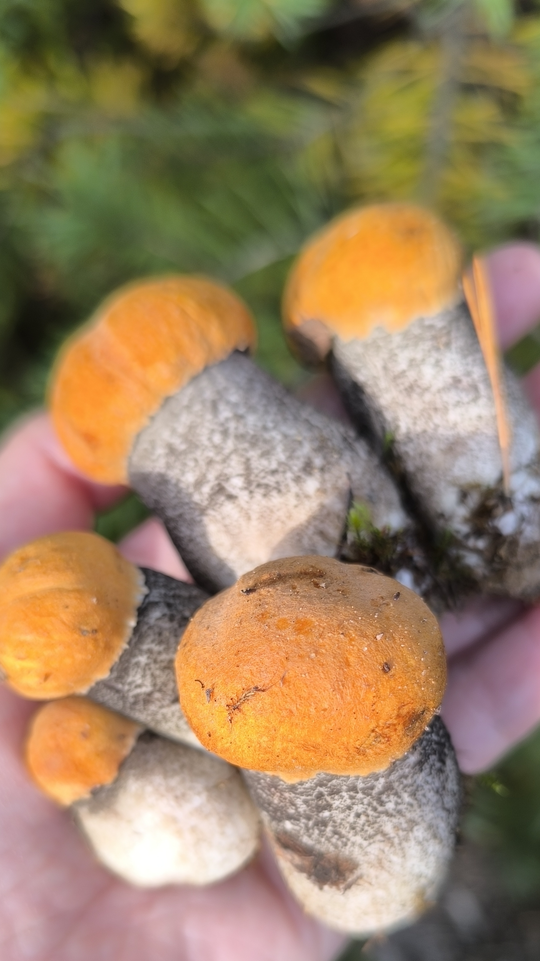 Подосиновики / Orange Cap Boletus /  蘑菇 🌲