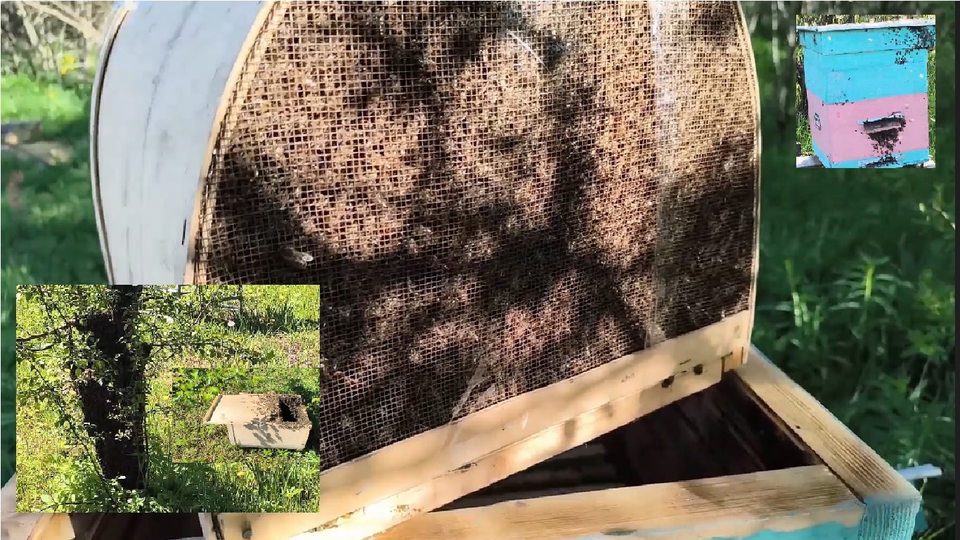 Переселяем пойманный рой пчел из роеловки в улей. Как переселить рой пчел в улей.