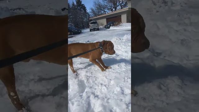French Mastiff afraid of a snowman?? ☃️