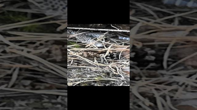 ?Ремень заполз в пень